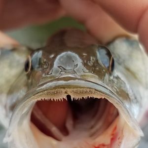 Meet your Posher, Charles